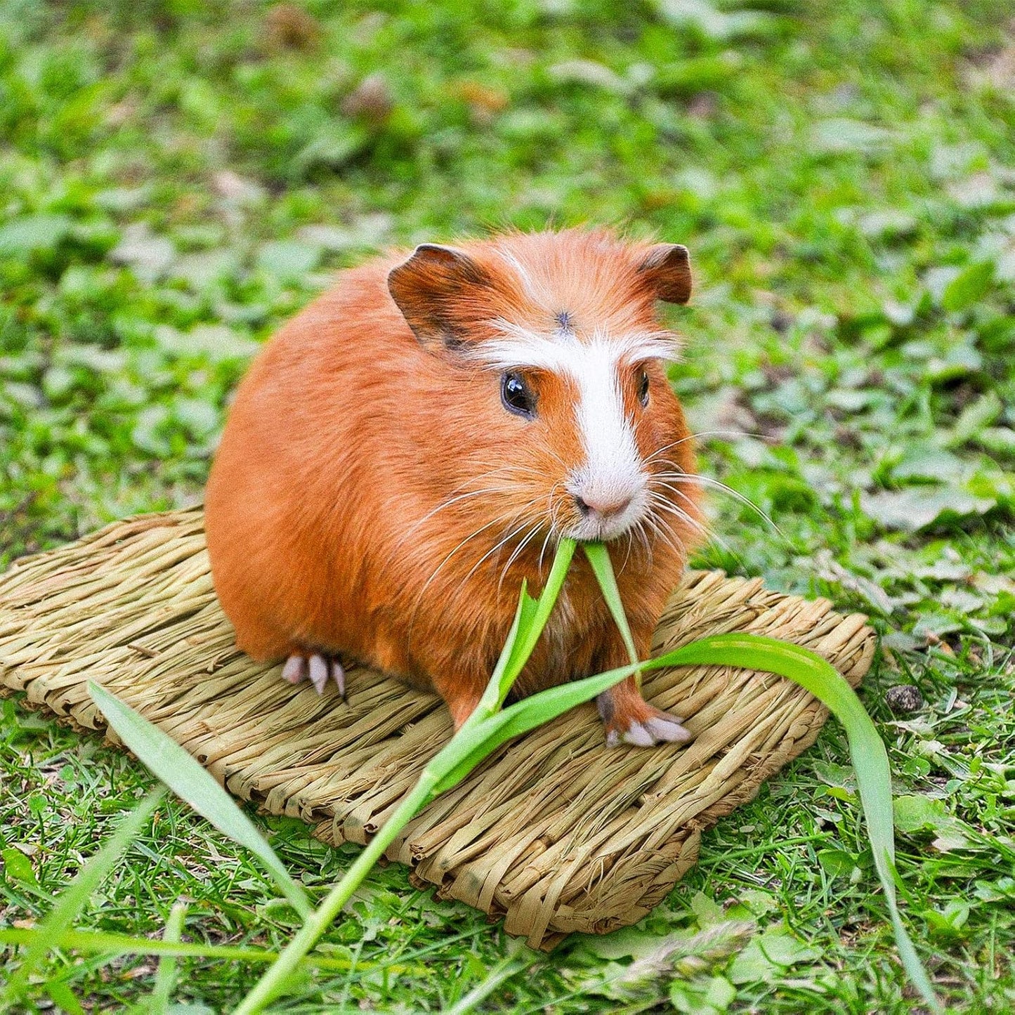 Portable Grass Bed with Grass Balls, Natural Straw Woven Grass Bed Sleeping Pad Bunny Chew Toys Hay Mat for Rabbit Hamster Gerbil Chinchilla Guinea Pig Mice Other Small Animals (Set 1)