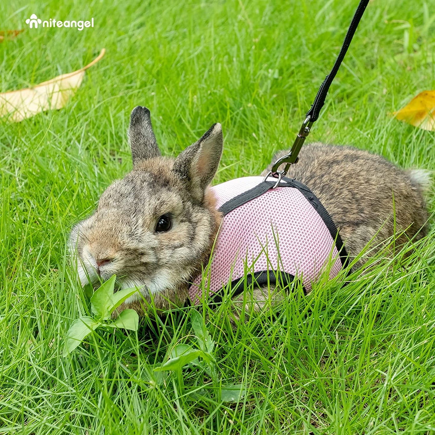 Adjustable Soft Harness with Elastic Leash for Rabbits (XL, Pink)