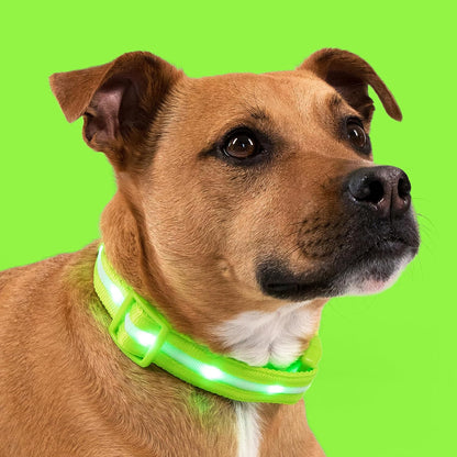 Brightest Light up Dog Collars - the Original LED Dog Collar with 1,000 Feet of Visibility - USB Rechargeable Waterproof Dog Collar Light - Dog Lights for Night Walking - USA Brand